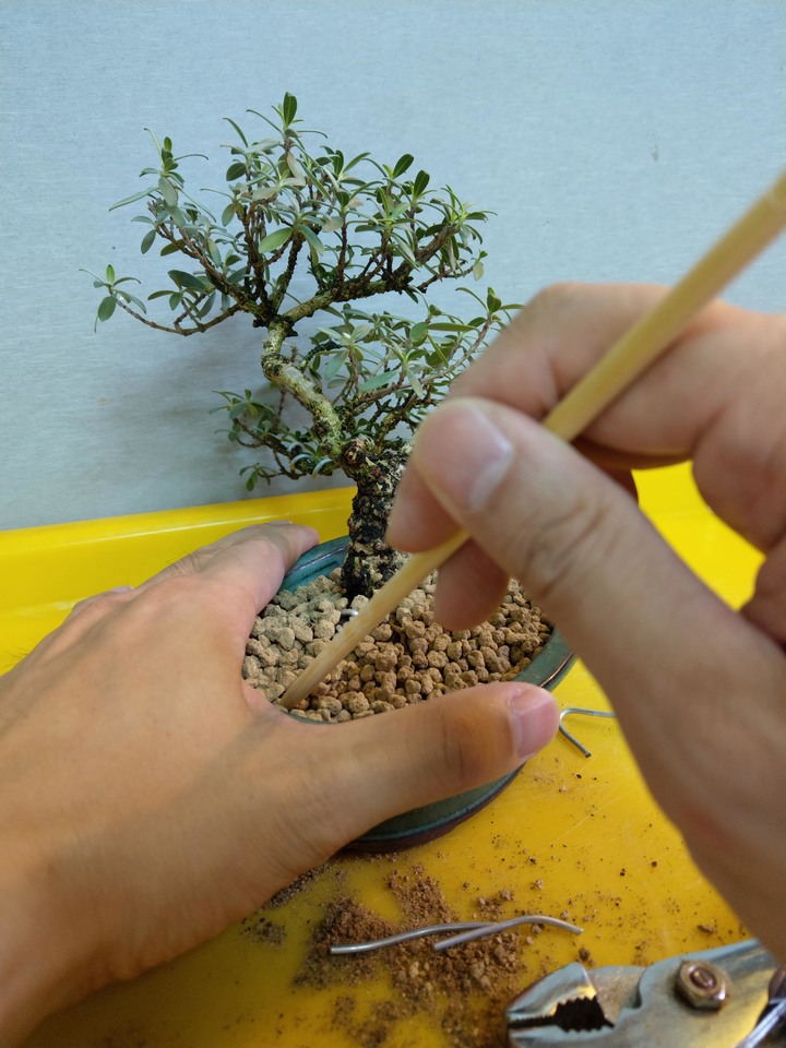 換盆流程(換盆前與換盆後差別)分享