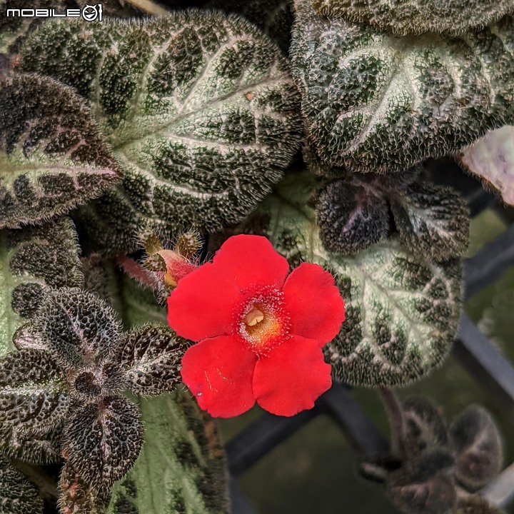 心花藝放 台南市歸仁七甲花卉園區 08/01