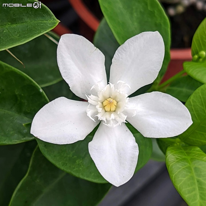 心花藝放 台南市歸仁七甲花卉園區 08/01
