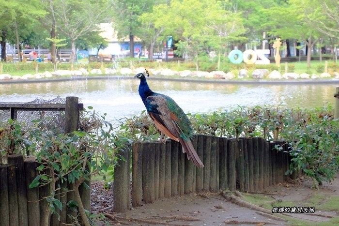頑皮世界野生動物園。尋找隱身在草地裡的孔雀寶寶,還能近距離餵食水豚、迷你馬、羊駝......等小動物