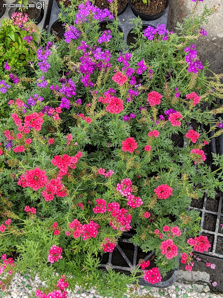 心花藝放 台南市歸仁七甲花卉園區 08/01