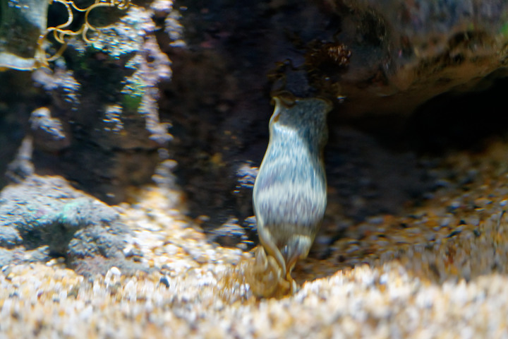 拍很爛 xpark水族館