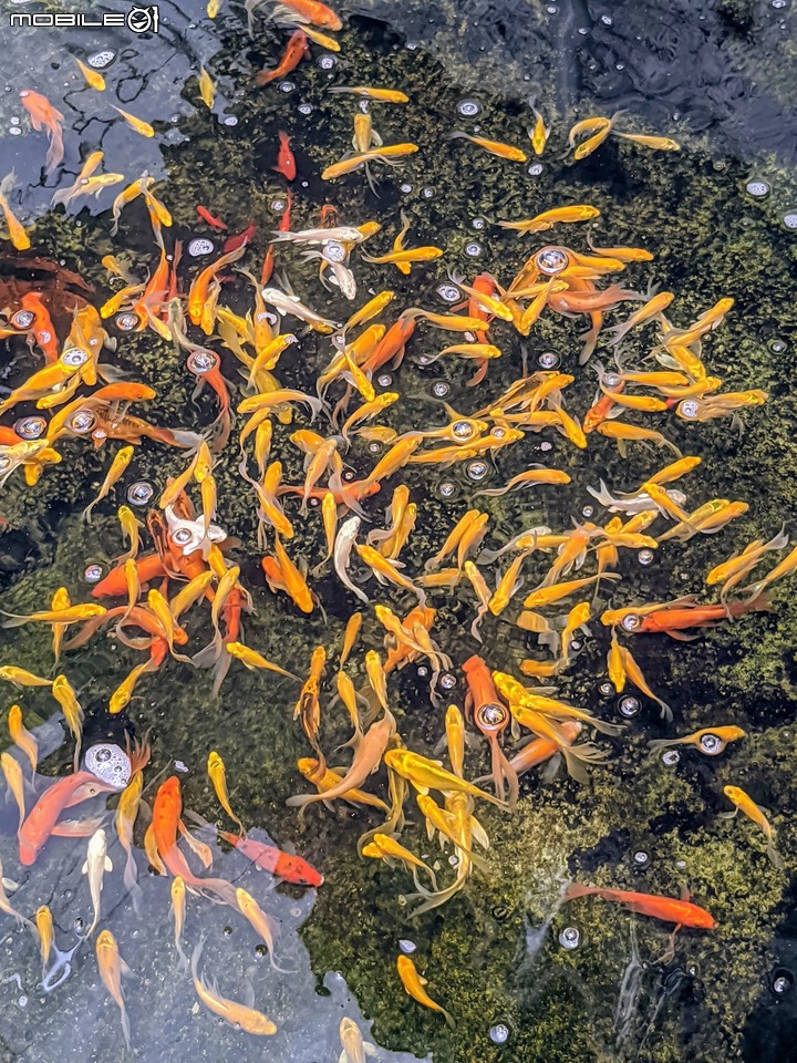 心花藝放 台南市歸仁七甲花卉園區 08/01