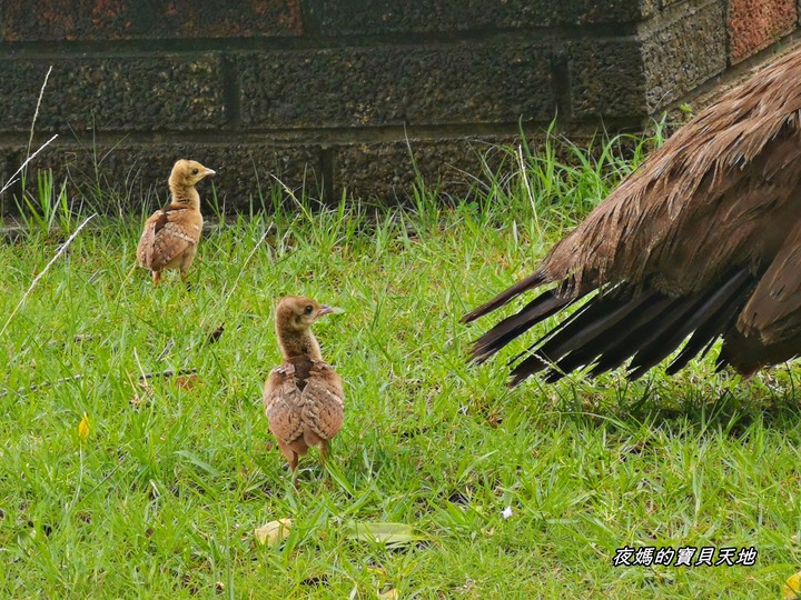 頑皮世界野生動物園。尋找隱身在草地裡的孔雀寶寶,還能近距離餵食水豚、迷你馬、羊駝......等小動物