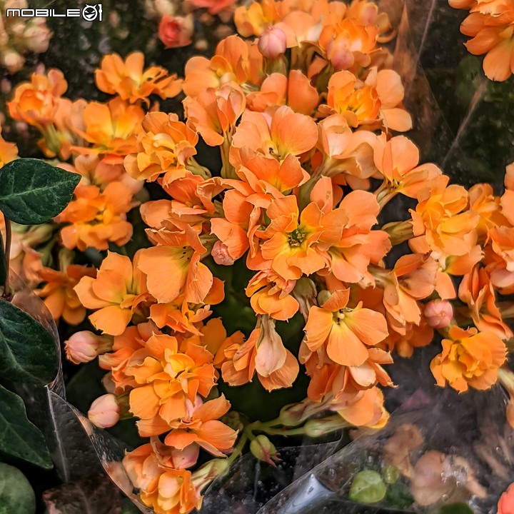 心花藝放 台南市歸仁七甲花卉園區 08/01