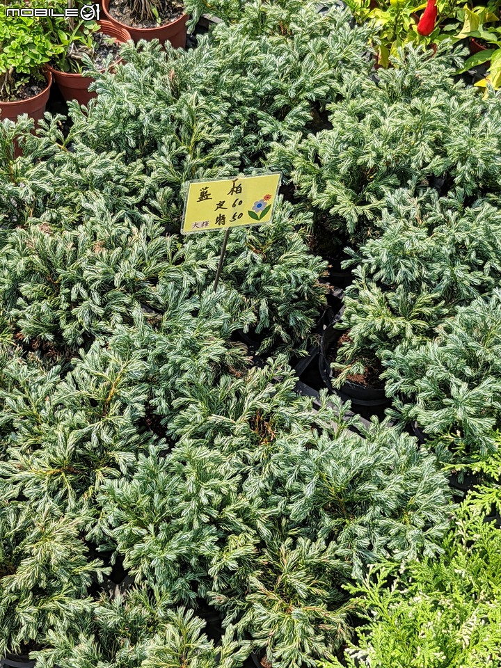 心花藝放 台南市歸仁七甲花卉園區 08/01