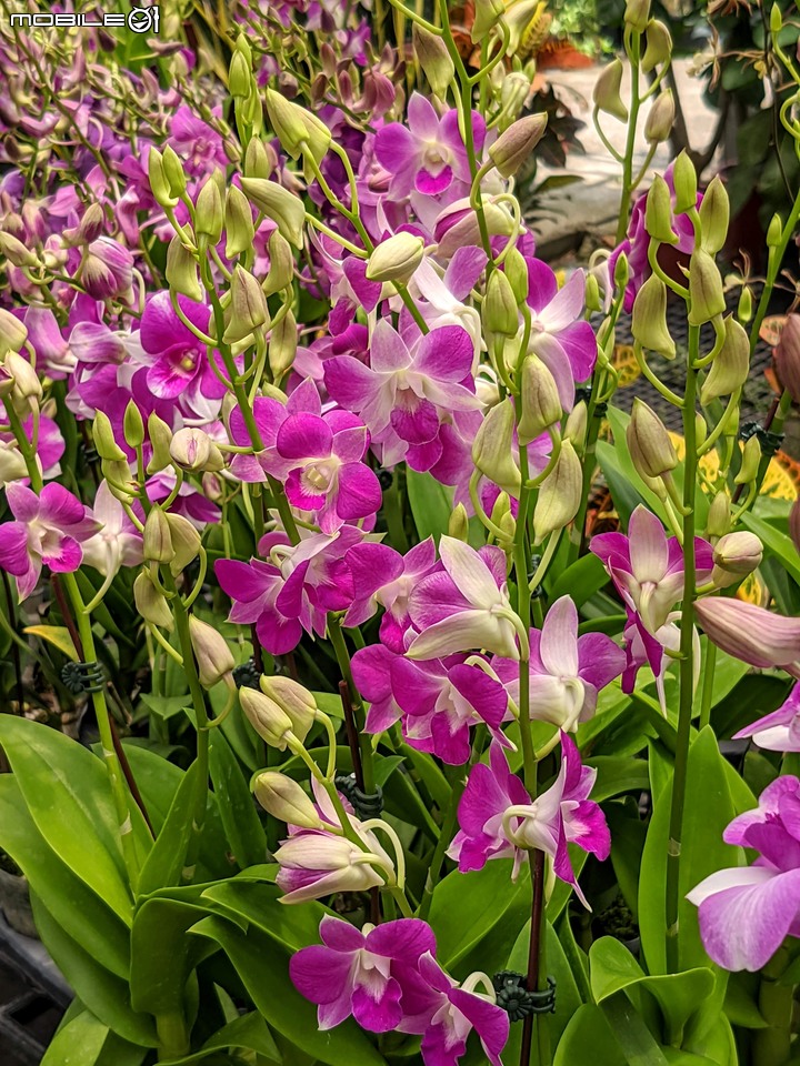 心花藝放 台南市歸仁七甲花卉園區 08/01
