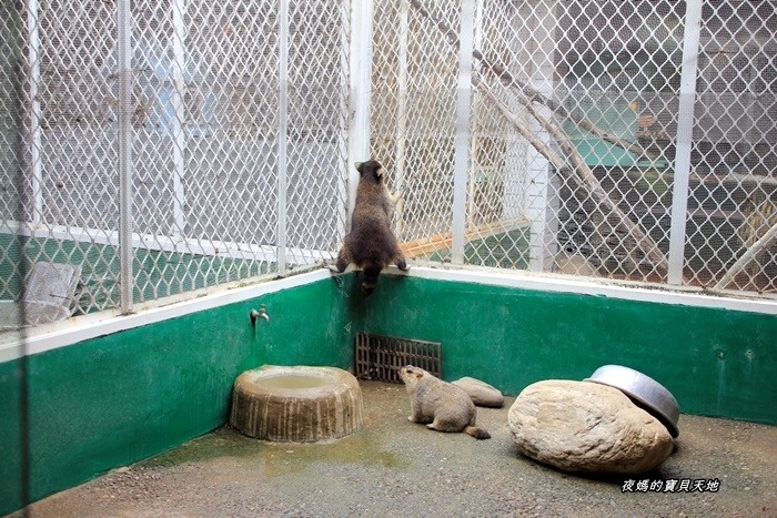 頑皮世界野生動物園。尋找隱身在草地裡的孔雀寶寶,還能近距離餵食水豚、迷你馬、羊駝......等小動物