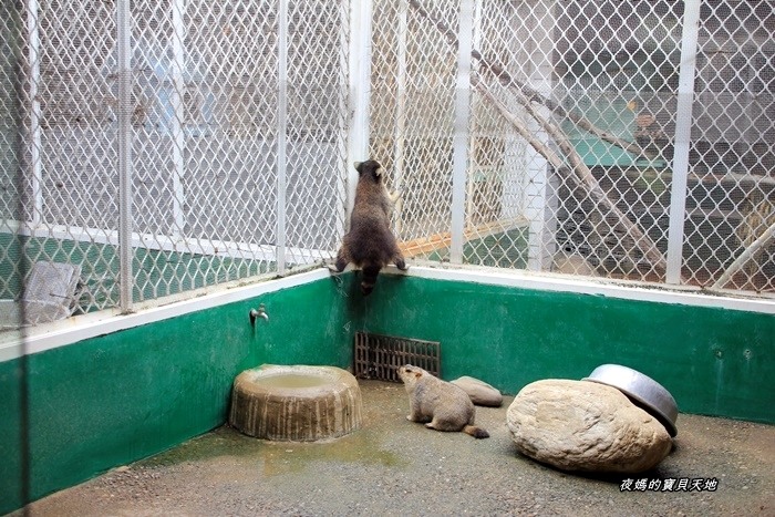 頑皮世界野生動物園。尋找隱身在草地裡的孔雀寶寶，還能近距離餵食水豚、迷你馬、羊駝......等小動物