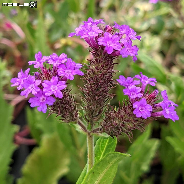 心花藝放 台南市歸仁七甲花卉園區 08/01
