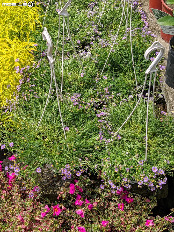 心花藝放 台南市歸仁七甲花卉園區 08/01