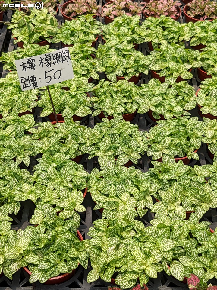 心花藝放 台南市歸仁七甲花卉園區 08/01