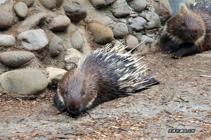 頑皮世界野生動物園。尋找隱身在草地裡的孔雀寶寶,還能近距離餵食水豚、迷你馬、羊駝......等小動物