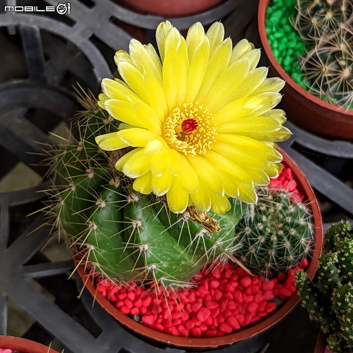 心花藝放 台南市歸仁七甲花卉園區 08/01