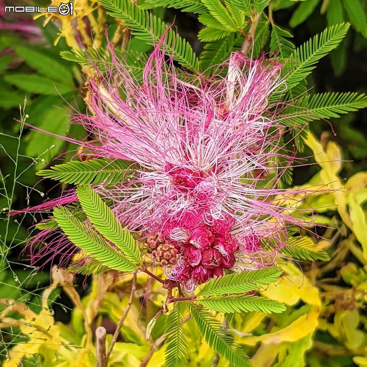 心花藝放 台南市歸仁七甲花卉園區 08/01