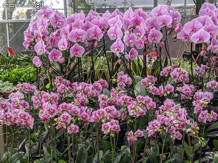 心花藝放 台南市歸仁七甲花卉園區 08/01