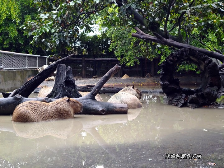 頑皮世界野生動物園。尋找隱身在草地裡的孔雀寶寶,還能近距離餵食水豚、迷你馬、羊駝......等小動物