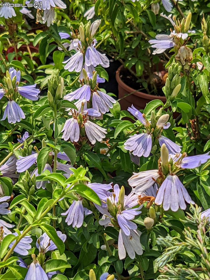 心花藝放 台南市歸仁七甲花卉園區 08/01