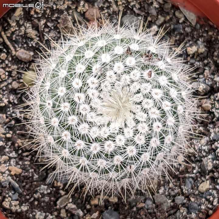 心花藝放 台南市歸仁七甲花卉園區 08/01