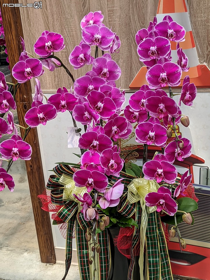 心花藝放 台南市歸仁七甲花卉園區 08/01