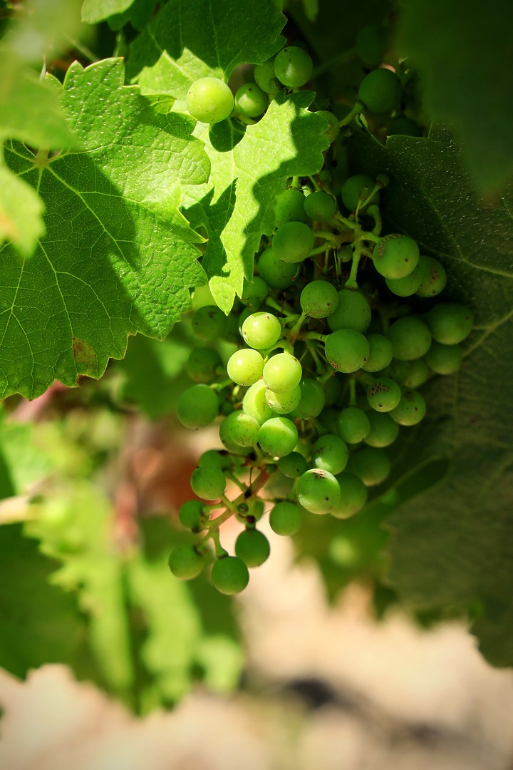 EOS R_南法薰衣草與蔚藍海視界@普羅旺斯 / 尼斯 / 坎城 / 摩納哥