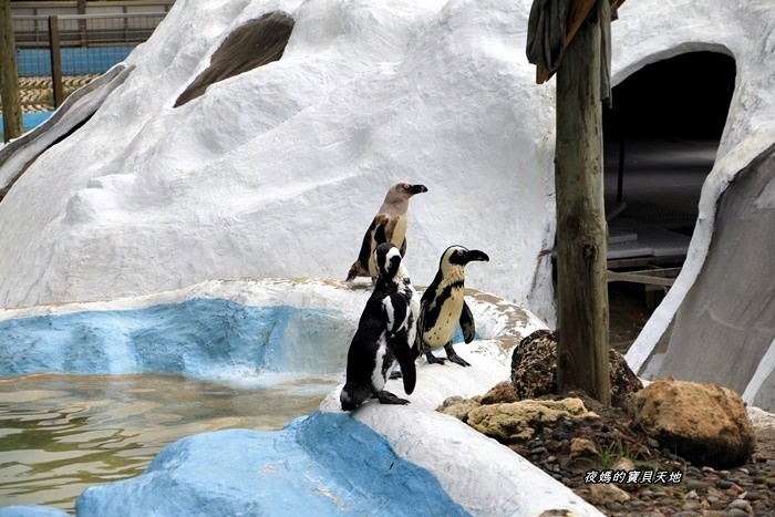 頑皮世界野生動物園。尋找隱身在草地裡的孔雀寶寶，還能近距離餵食水豚、迷你馬、羊駝......等小動物