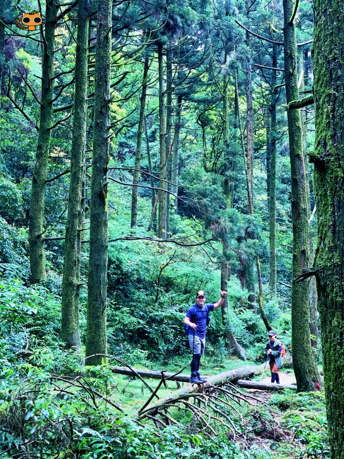 陽明山東西大縱走(半程),再累也值得的登山路線!