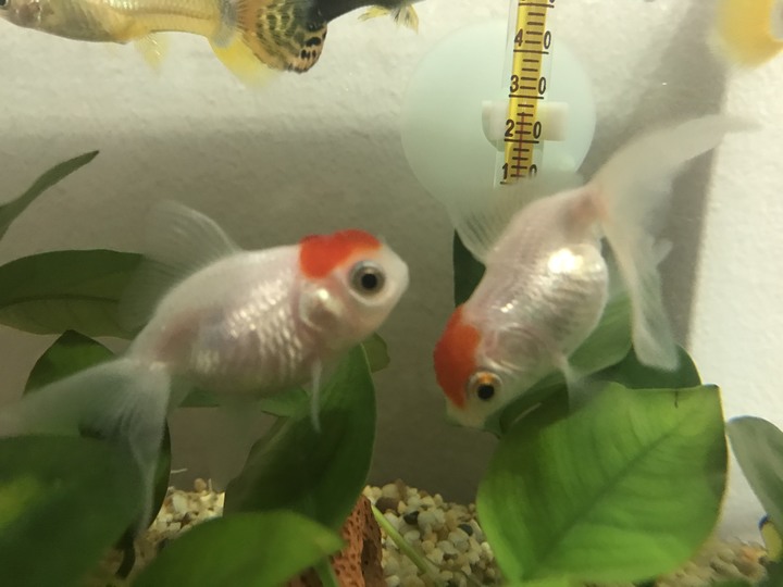 我家的金魚是否生病了？