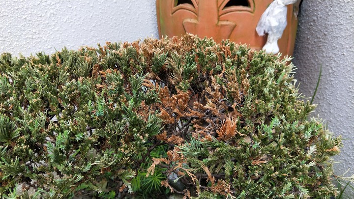 請教各位先進，這顆真柏該怎麼處理讓它變好呢?