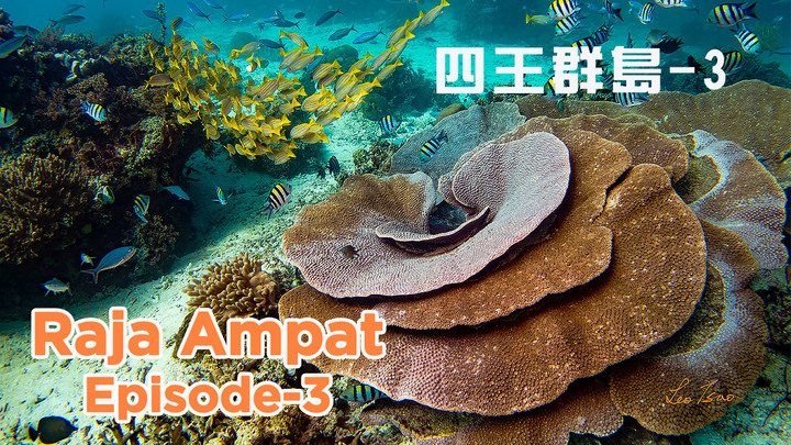 四王群島 Raja Ampat 海中影片系列-EP-3