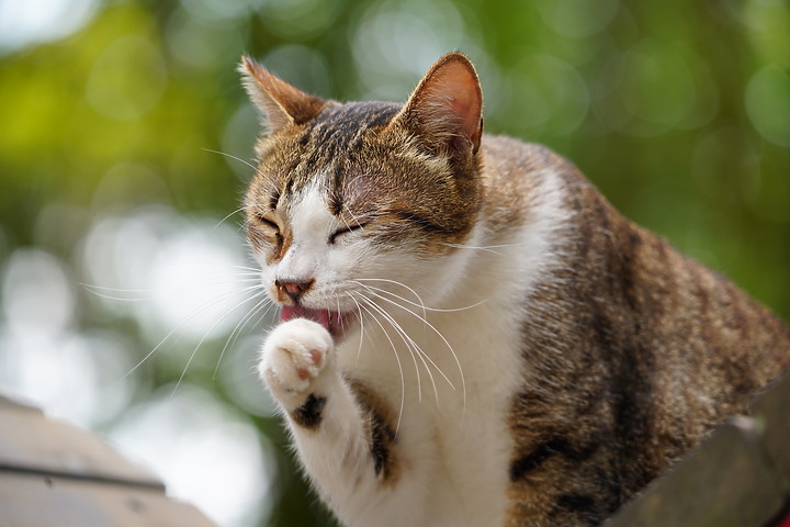 Sigma 100-400mm F5-6.3 DG DN OS 評測報告｜ FE-Mount 也有平價超望遠變焦鏡！