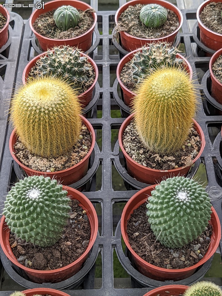 心花藝放 台南市歸仁七甲花卉園區 08/01