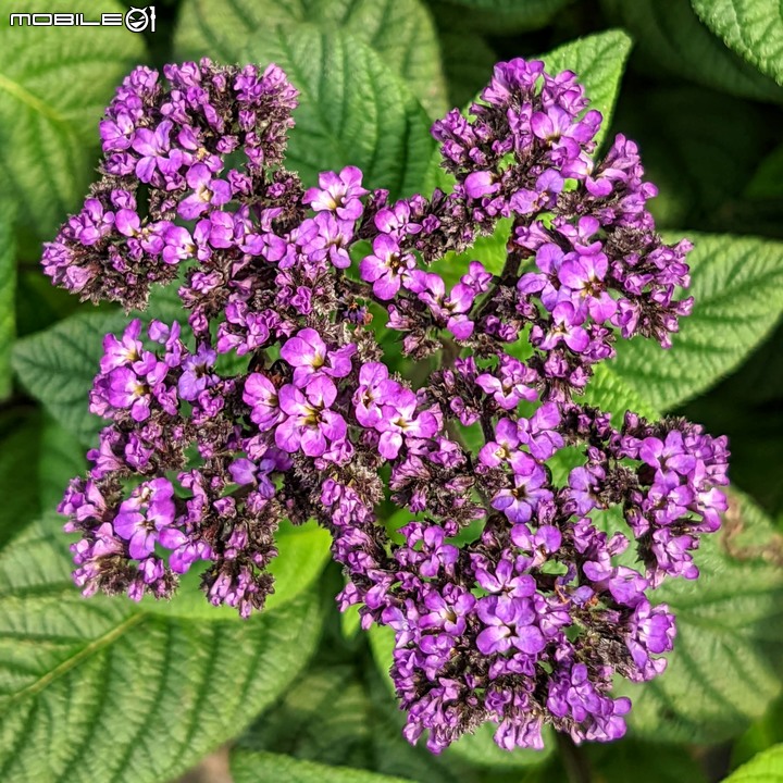 心花藝放 台南市歸仁七甲花卉園區 08/01
