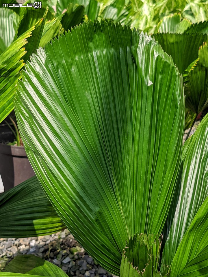 心花藝放 台南市歸仁七甲花卉園區 08/01