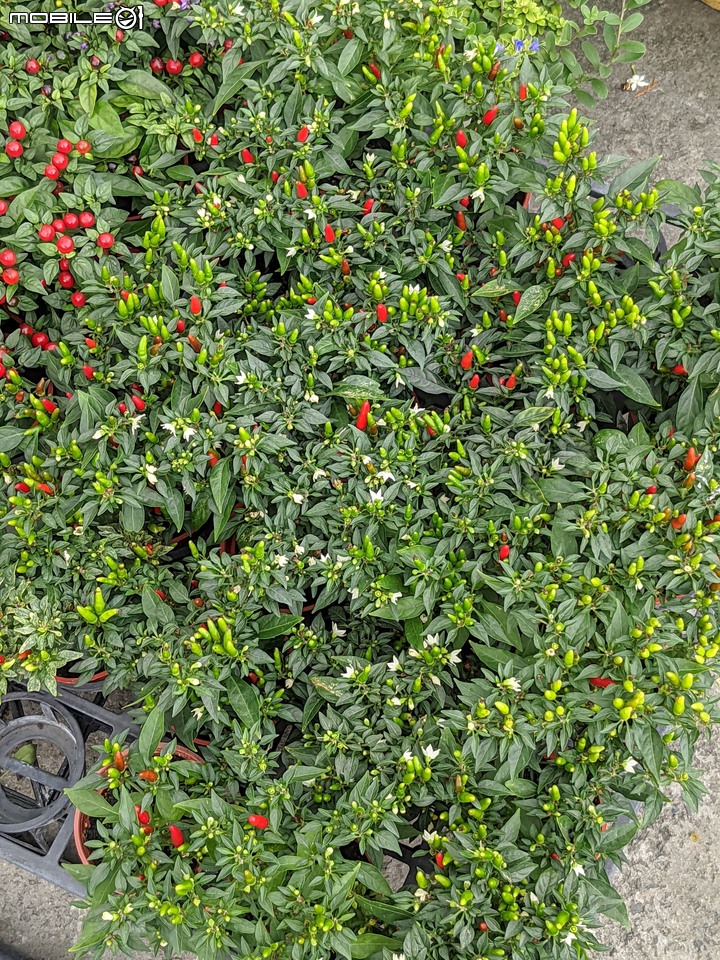心花藝放 台南市歸仁七甲花卉園區 08/01
