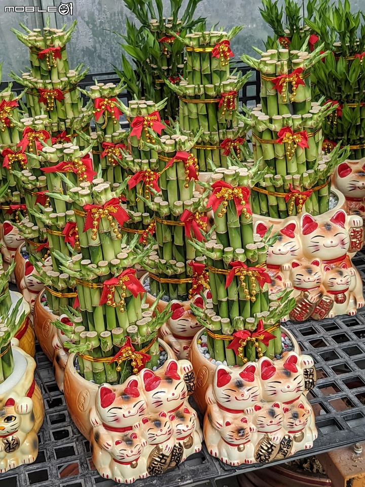 心花藝放 台南市歸仁七甲花卉園區 08/01