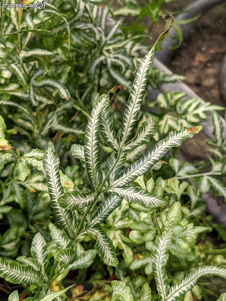 心花藝放 台南市歸仁七甲花卉園區 08/01