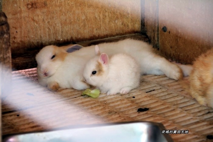 頑皮世界野生動物園。尋找隱身在草地裡的孔雀寶寶,還能近距離餵食水豚、迷你馬、羊駝......等小動物