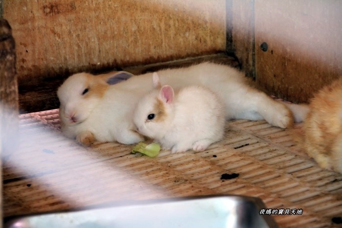 頑皮世界野生動物園。尋找隱身在草地裡的孔雀寶寶，還能近距離餵食水豚、迷你馬、羊駝......等小動物