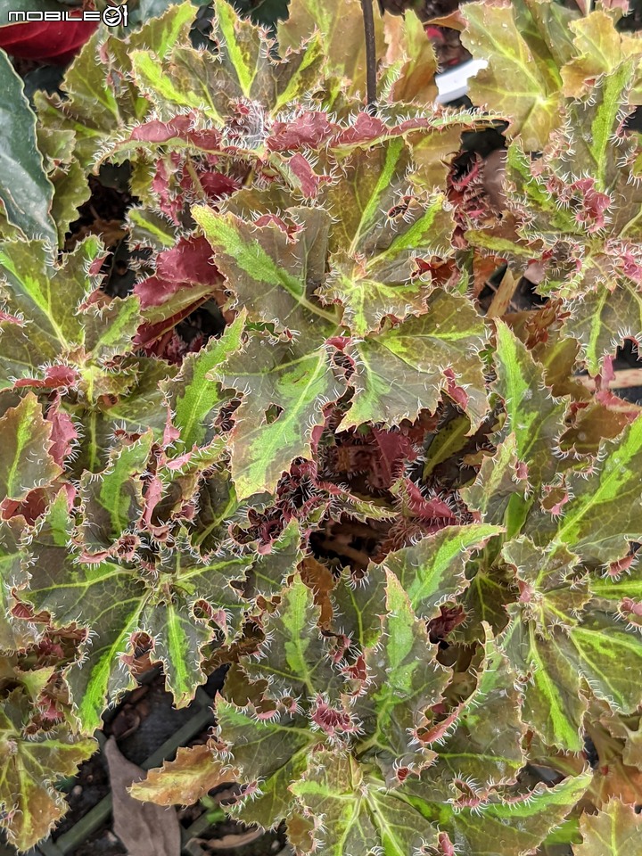 心花藝放 台南市歸仁七甲花卉園區 08/01