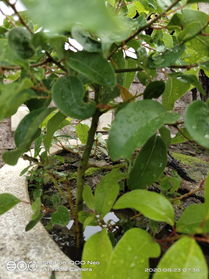 請各位大大幫忙看看這是什麼樹呢？