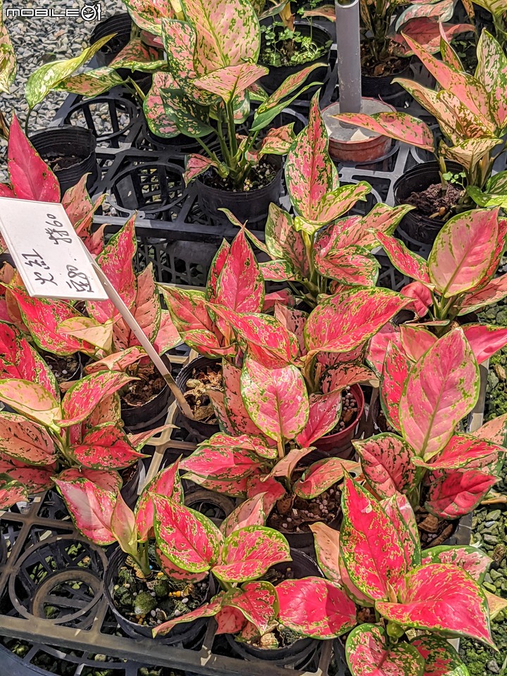 心花藝放 台南市歸仁七甲花卉園區 08/01