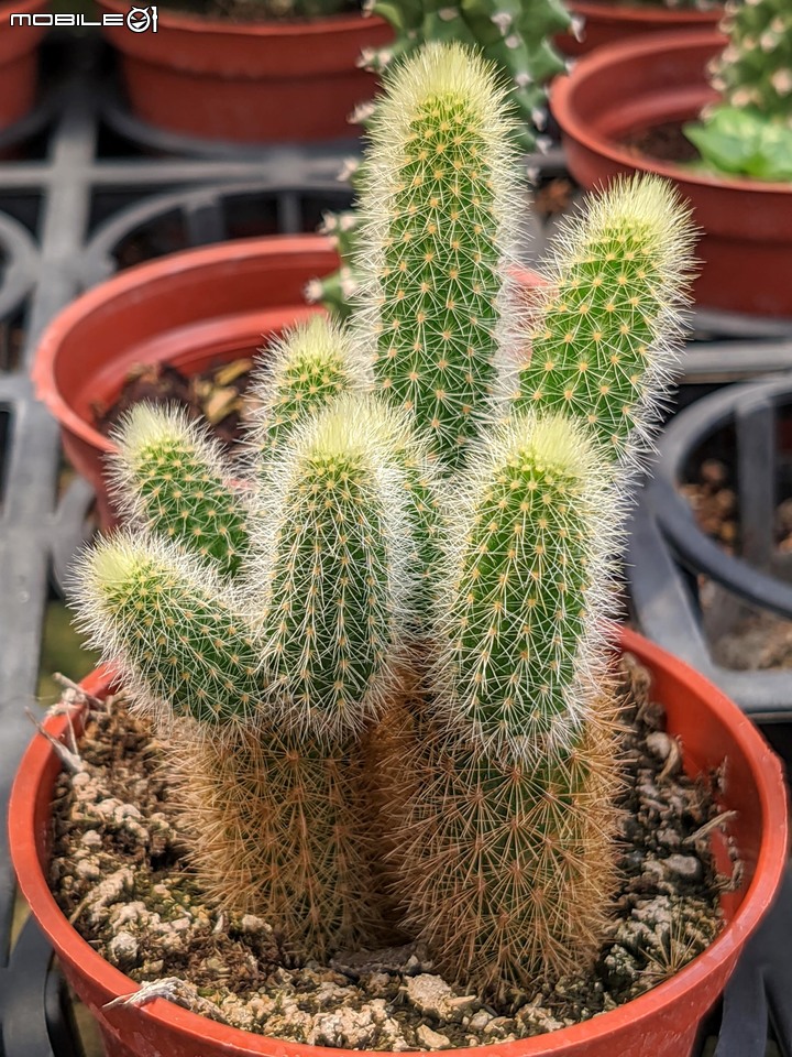 心花藝放 台南市歸仁七甲花卉園區 08/01