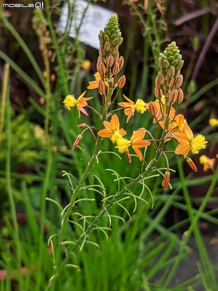 心花藝放 台南市歸仁七甲花卉園區 08/01