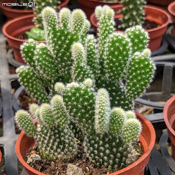 心花藝放 台南市歸仁七甲花卉園區 08/01