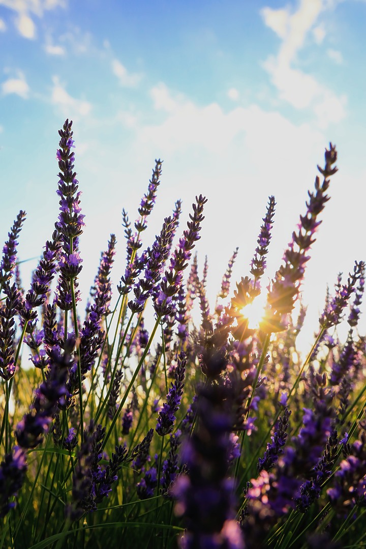 EOS R_南法薰衣草與蔚藍海視界@普羅旺斯 / 尼斯 / 坎城 / 摩納哥