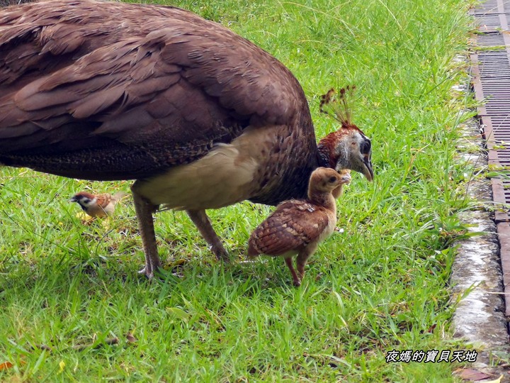頑皮世界野生動物園。尋找隱身在草地裡的孔雀寶寶,還能近距離餵食水豚、迷你馬、羊駝......等小動物