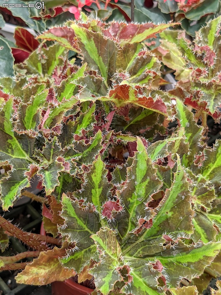 心花藝放 台南市歸仁七甲花卉園區 08/01
