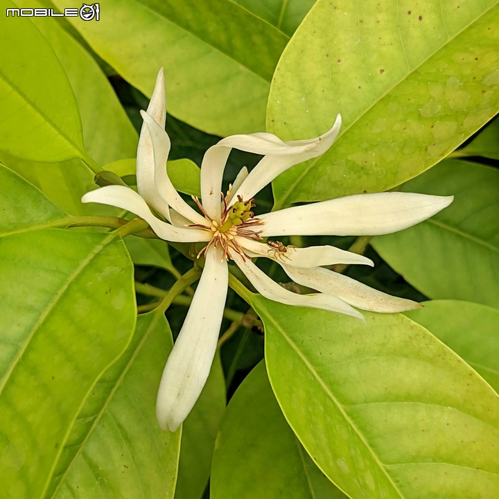 心花藝放 台南市歸仁七甲花卉園區 08/01