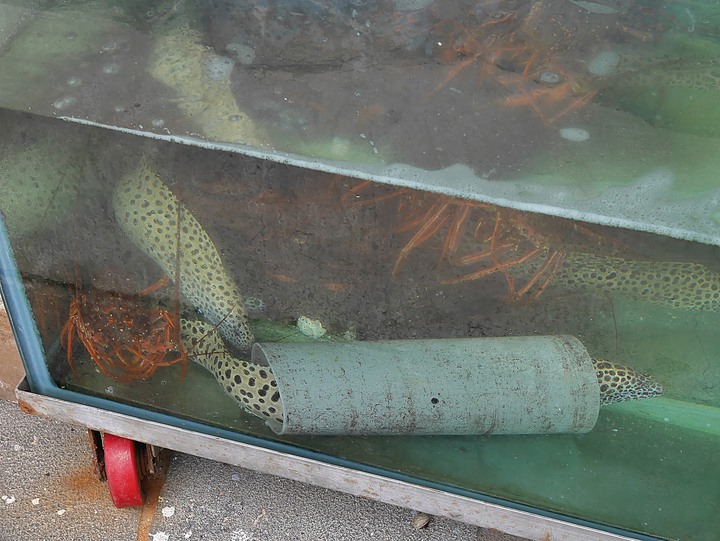 【小惡魔振興券】池西岩瀑、大池火山頸玄武岩、小門嶼鯨魚洞 — 老狗的夏天「偽出國」行旅 — Day 2-3 澎湖西嶼地質篇